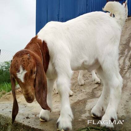 Pure Bred Boer Goats