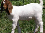 Pure Bred Boer Goats - photo 3
