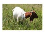 Pure Bred Boer Goats - photo 5