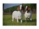 Pure Bred Boer Goats - photo 7