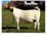Pure Bred Boer Goats - photo 8