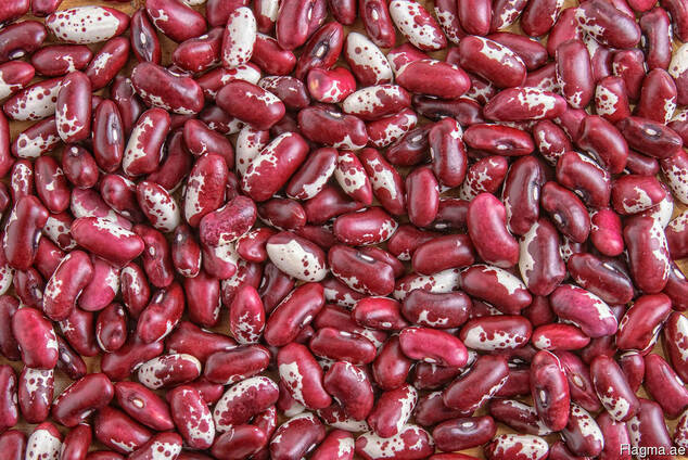 Quality 3D beans from Kyrgyzstan Фасоль