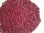 Red Kidney Beans - photo 1