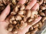 Roasted cashew nuts with skin - photo 2