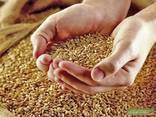 Selling Wheat, Barley بيع الشعير والقمح للتصدير - photo 1