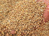 Selling Wheat, Barley بيع الشعير والقمح للتصدير - photo 2