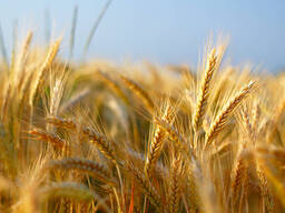 Selling wheat 2kl. with protein 12.5% ​​