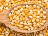 Семена кукурузы купим оптом - фото 1