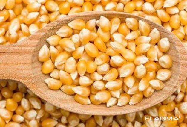 Семена кукурузы купим оптом
