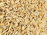 Семена риса купим оптом - фото 1