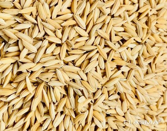 Семена риса купим оптом