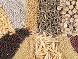 بذور الحبوب ومحاصيل الخضر - Семена зерновых и овощных культур - фото 1