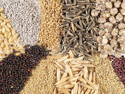 بذور الحبوب ومحاصيل الخضر - Семена зерновых и овощных культур