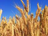 Soft and durum wheat harvest 2024 - photo 1