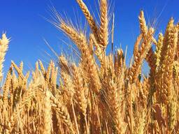 Soft and durum wheat harvest 2023
