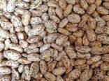 SPECKLED PINTO BEANS - photo 1