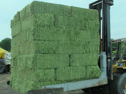 Super High Quality Premium Alfalfa Hay Pellets for Horse Cattle Pig &amp; Chicken Feeding