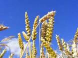 Ukrainian wheat 3 class Corn Grade Export - фото 1