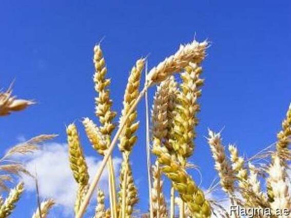 Ukrainian wheat 3 class Corn Grade Export
