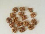 Walnut kernels / Ядро грецкого ореха - фото 4