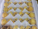 We offer direct wholesale deliveries of lemon from sunny Uzbekistan, 2025. - photo 1