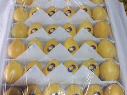 We offer direct wholesale deliveries of lemon from sunny Uzbekistan, 2025.