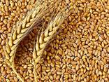 Wheat - photo 1