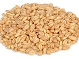 Wheat - photo 1