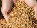 Wheat, barley - photo 1