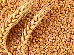 Wheat , flour, oil from russia export import