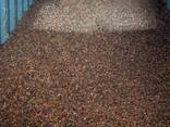 Whole cocoa beans - photo 1
