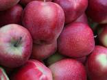 Яблоки apples - фото 1