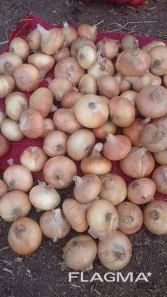 Yellow onion