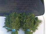 Зелень, Укроп и Петрушка из Узбекистана - фото 5