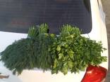 Зелень, Укроп и Петрушка из Узбекистана - фото 7