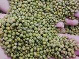 Зелёный маш. Green beans - photo 2