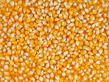 Желтая кукуруза без ГМО (корм для животных) - фото 1