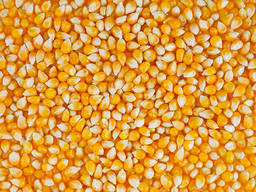 Желтая кукуруза без ГМО (корм для животных)